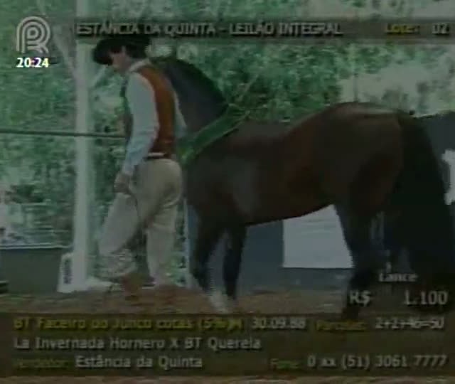 Morre garanhão reprodutor da raça crioula, campeão da Expointer e Freio de Ouro