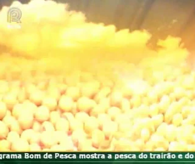 Técnica Rural mostra como avaliar o grau de infestação da lavoura de soja