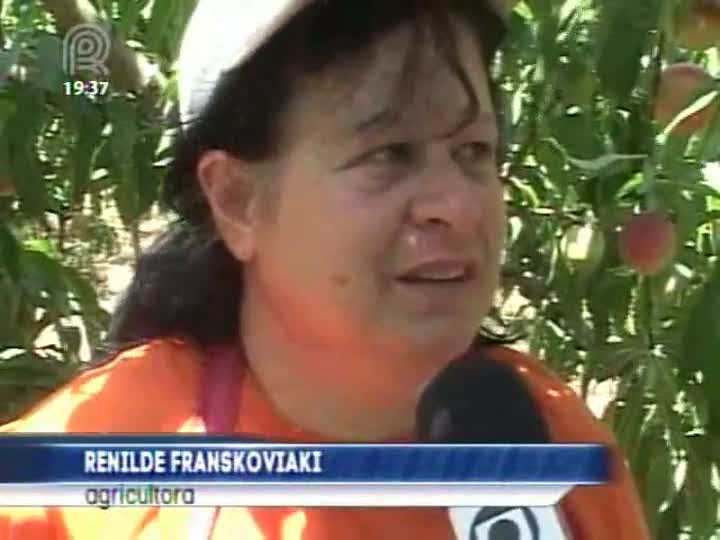 Agricultores de Planalto comemoram a boa safra de pêssego deste ano no RS