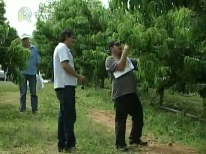 Após 20 anos de pesquisas, Embrapa lança variedade de pêssego para concorrer com importados