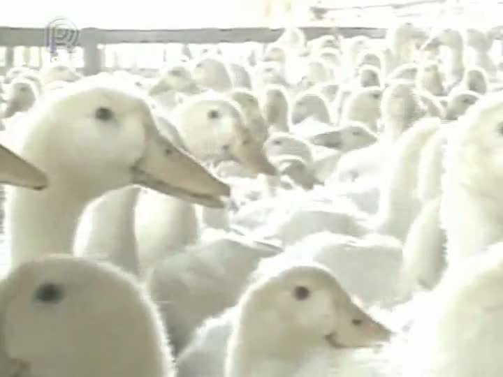 Produtores de aves enfrentam falta de ração e atraso de pagamentos