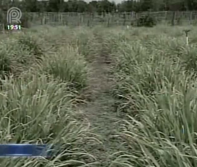 Projeto ensina estudantes a cultivar plantas medicinais