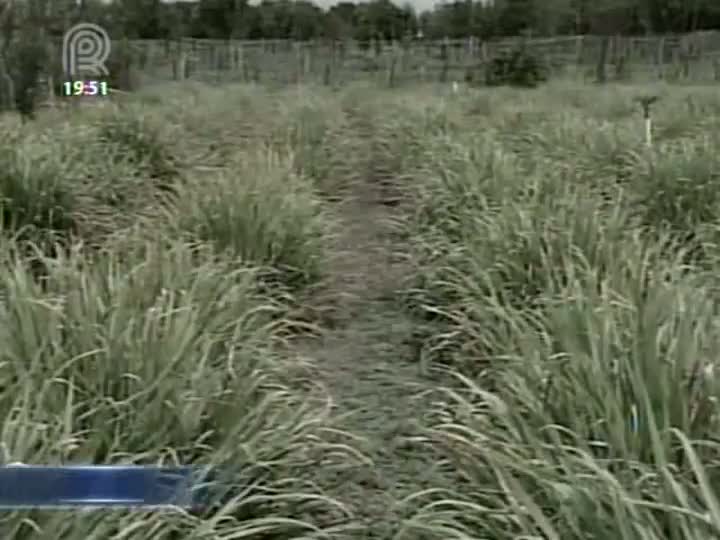 Projeto ensina estudantes a cultivar plantas medicinais