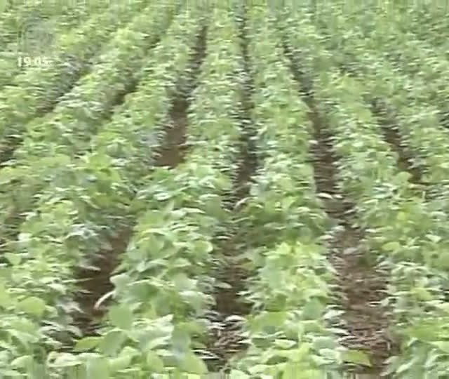 Produtores de Primavera do Leste (MT) não conseguem controlar crescimento de pés de milho nas lavouras de soja