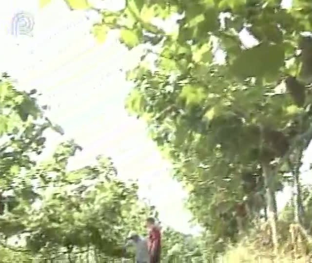 Chuvas contribuem para aumento na produção de uvas em São Paulo