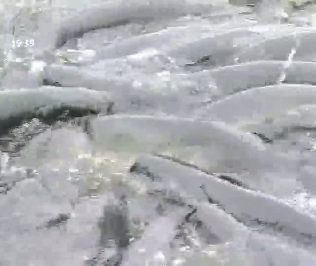 Japonês é pioneiro na produção da carne de pirarucu fora dos rios da Amazônia