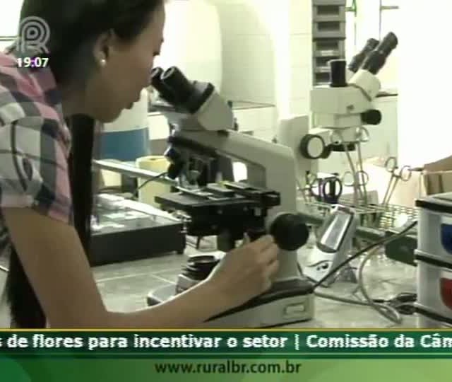 Mangalarga Marchador TV mostra os tipos de pelagem da raça