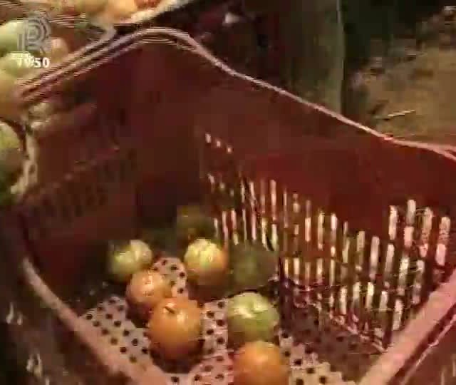 Safra do segundo semestre derruba preço do tomate