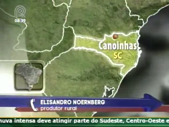 Grãos: No norte de SC produtores estão animados com o bom desenvolvimento das lavouras