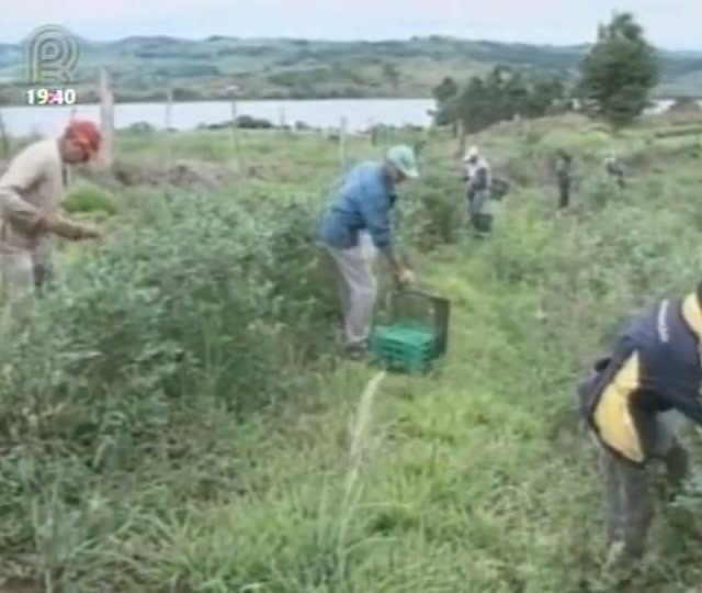 Produção de mirtilo se torna cada vez mais rentável
