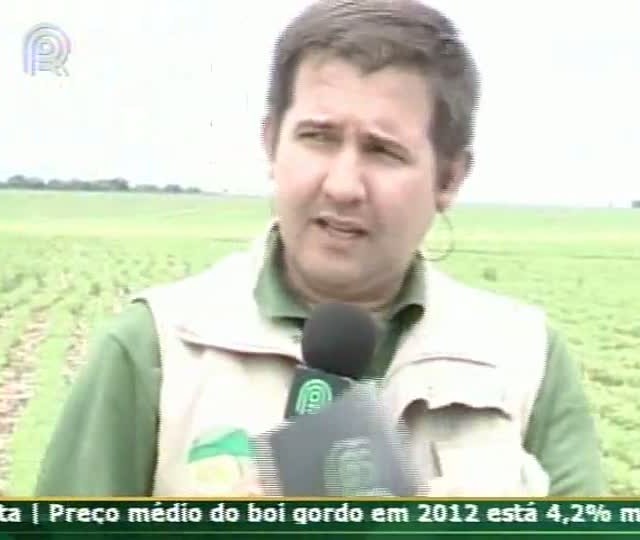 Consultor do Projeto Soja Brasil comenta sobre ocorrência da ferrugem asiática em Mato Grosso