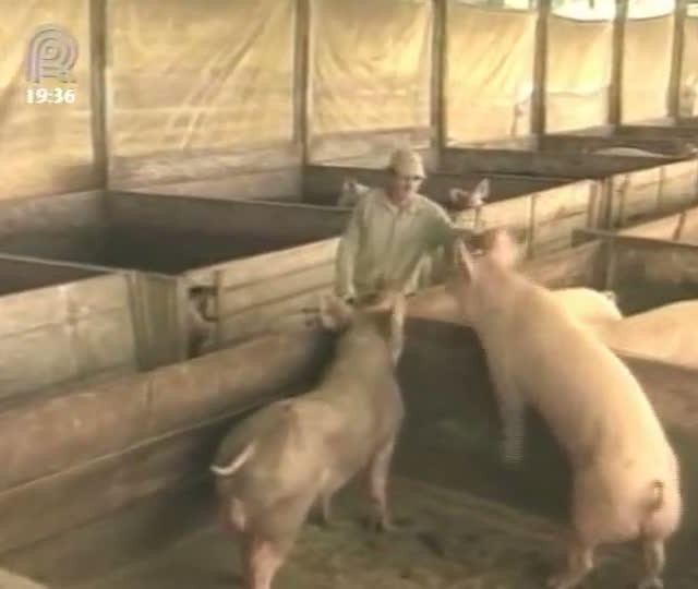 Integrados de uma cooperativa de Santa Catarina receberão R$ 0,10 a mais pelo quilo do suíno vivo