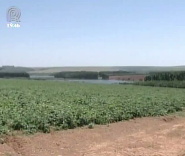 Cadeia da batata brasileira traça novos rumos para produção e consumo