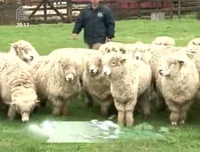 Conheça a Raça: ovinos corriedale representam 60% do rebanho do Rio Grande do Sul