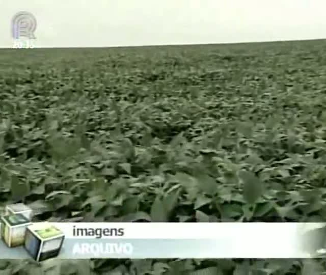 Safra de grãos será recorde, segundo Conab