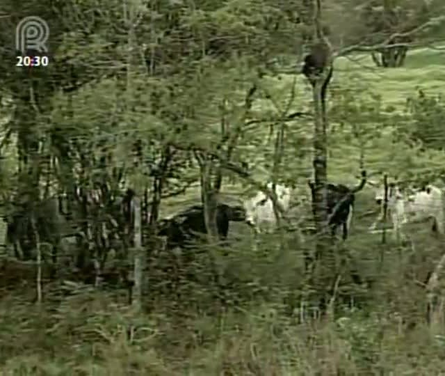 Especialistas debatem o Código Florestal no setor da pecuária