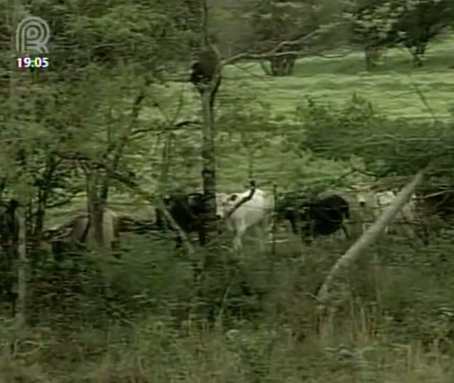 Especialistas do setor da pecuária debatem sobre o novo Código Florestal