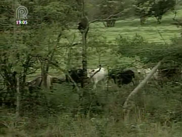 Especialistas do setor da pecuária debatem sobre o novo Código Florestal