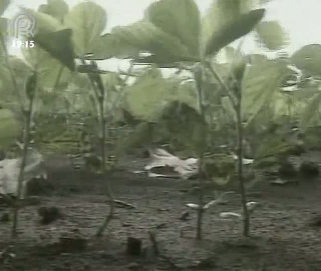 Assentamentos rurais garantem produção agrícola de Ipiranga do Norte (MT)