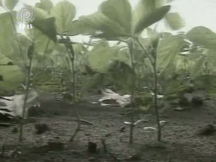 Assentamentos rurais garantem produção agrícola de Ipiranga do Norte (MT)