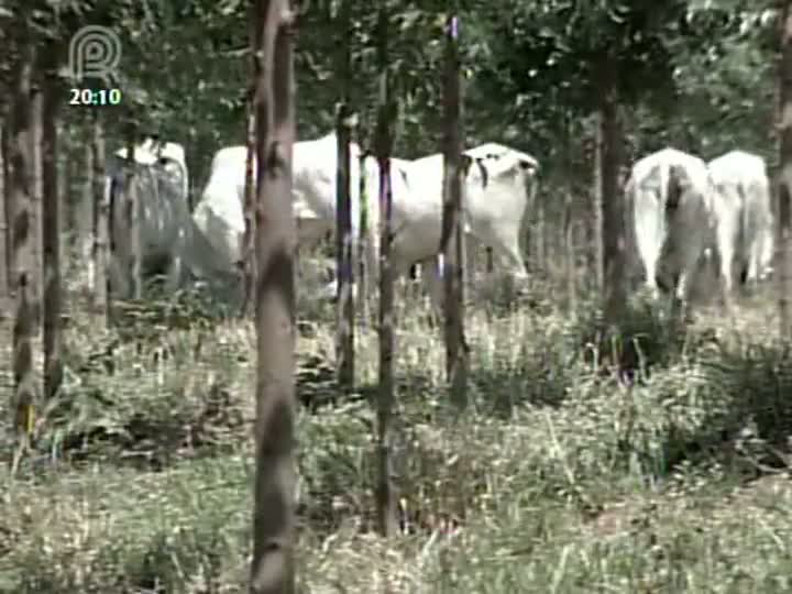 Série integração lavoura-pecuária-floresta mostra desenvolvimento da forrageira