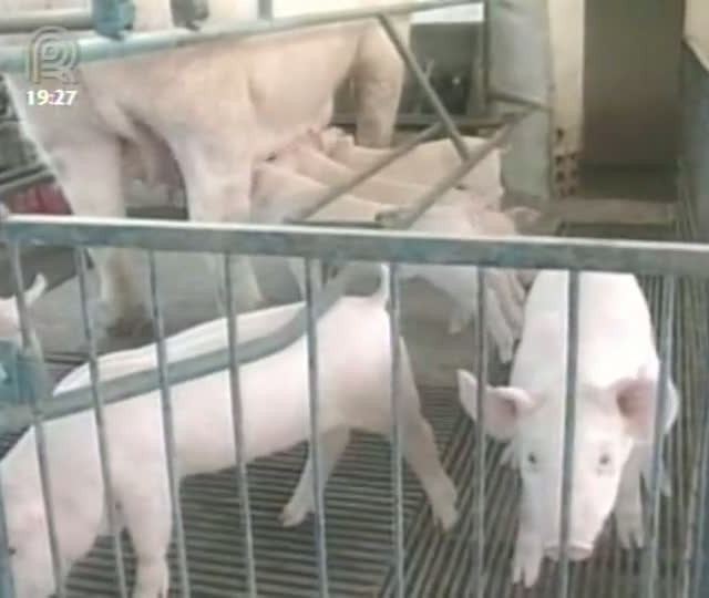 Missão de Santa Catarina está no Japão para acertar detalhes sobre a exportação de carne suína