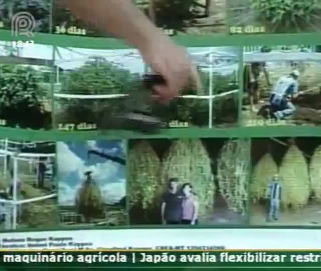 Sojicultor de Santa Carmem (MT) desenvolveu o maior pé de soja do Brasil
