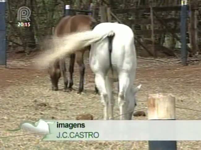 Conheça raça: Cavalo quarto de milha é o mais usado por praticantes de provas