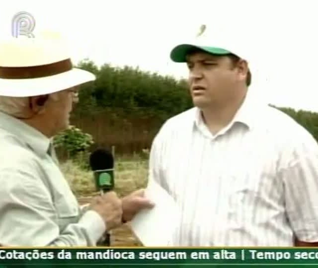 Lagarta da maçã começa a afetar plantio de soja