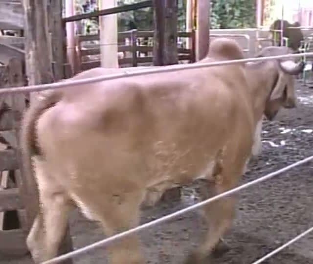 Fazenda do Triângulo Mineiro desmistifica crenças