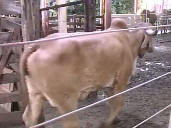 Fazenda do Triângulo Mineiro desmistifica crenças