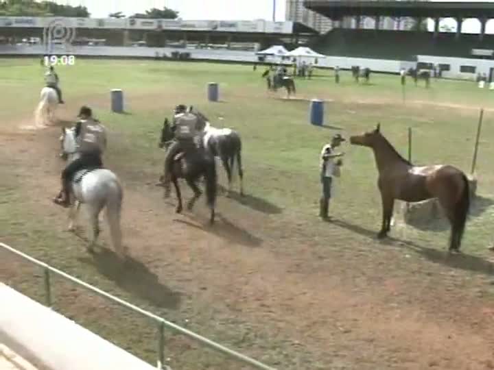 Mangalarga Marchador TV mostra Exposição de Goiânia