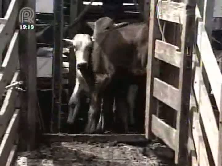 Reação dos preços do boi gordo faz com que pecuaristas entreguem últimos animais confinados