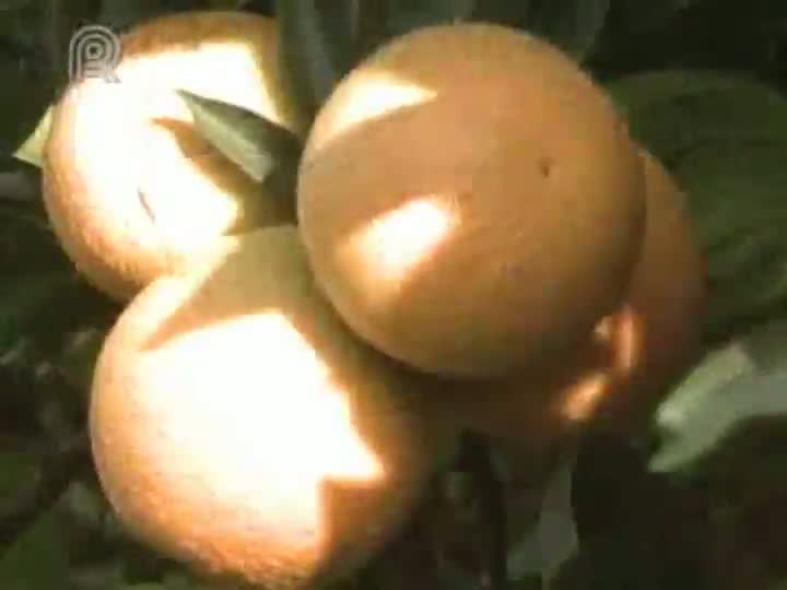 Produção de laranja do Paraná contorna a crise e desponta no setor