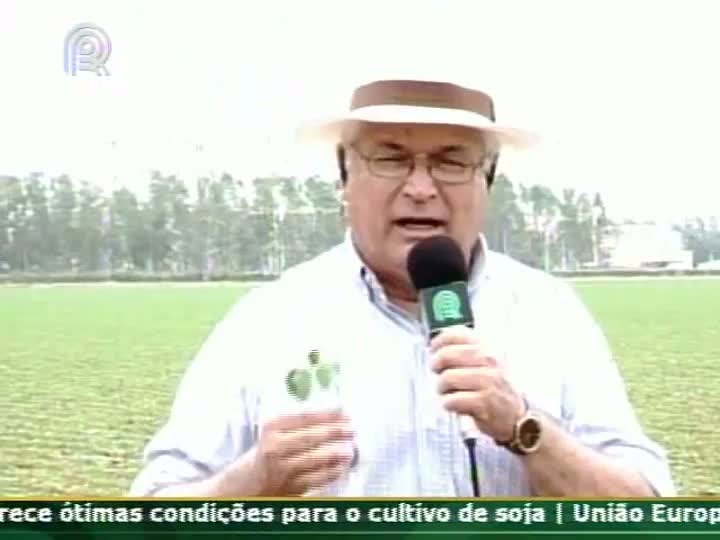 Falta de chuva causa problemas nas plantas da lavoura em MT