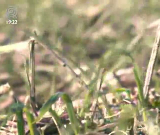 Pior seca dos últimos 50 anos nos Estados Unidos afeta produção de trigo