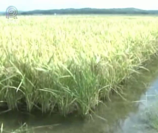 Código Florestal: plantio em áreas de várzea gera dúvidas entre produtores