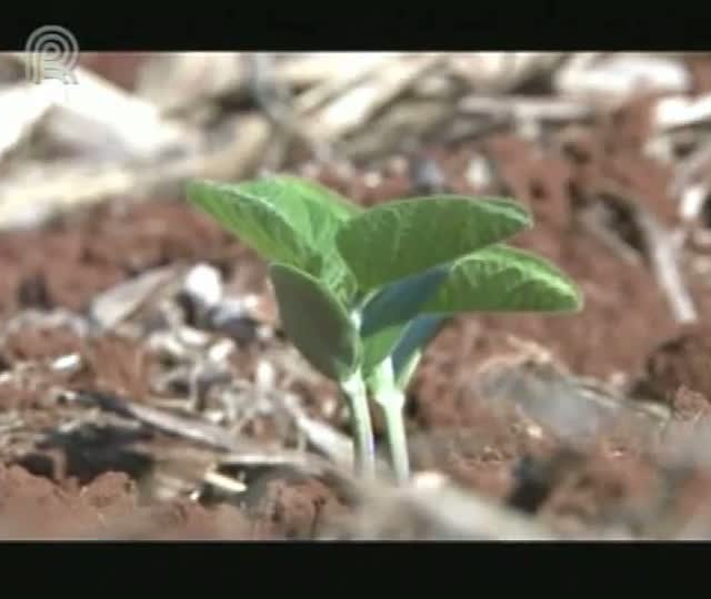 Programa Radar mostra variedade de soja que promete revolucionar agricultura brasileira