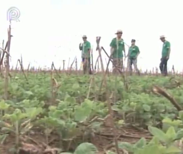 Circuito Tecnológico Aprosoja termina visitas a produtores de soja de Mato Grosso