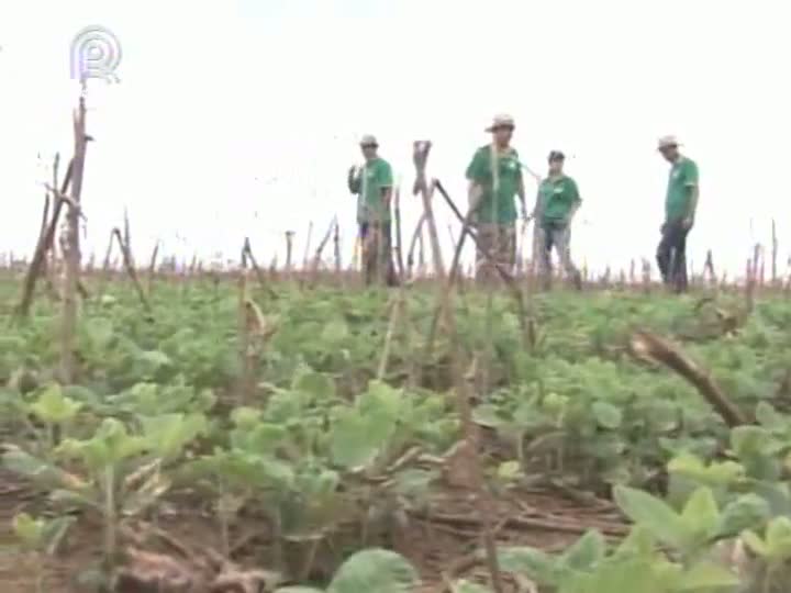 Circuito Tecnológico Aprosoja termina visitas a produtores de soja de Mato Grosso