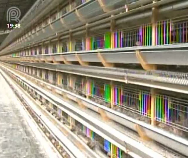 Mercado de ovos de codorna garante lucro para criadores