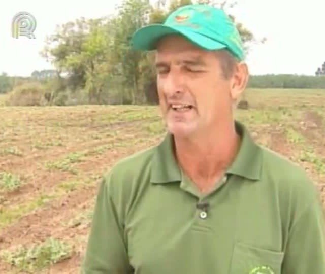 Produtores se preparam para colheita da melancia no Rio Grande do Sul