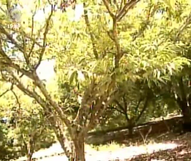 Cultivo da castanha registra alta no Brasil