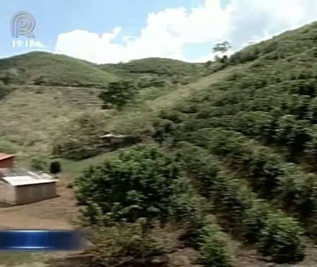 Previsões para safra de café são boas em Minas Gerais