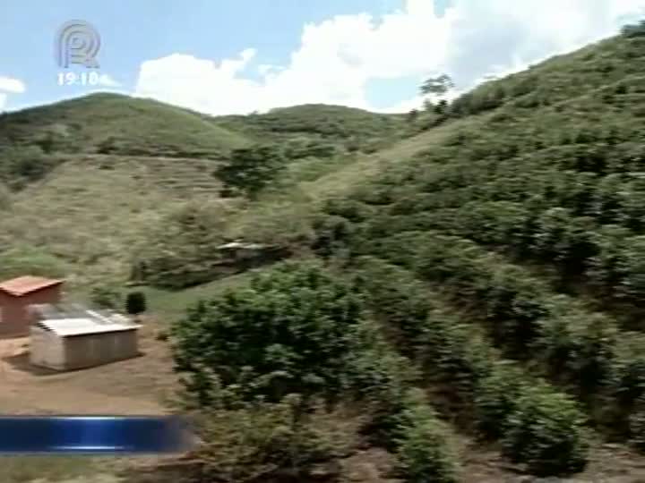 Previsões para safra de café são boas em Minas Gerais