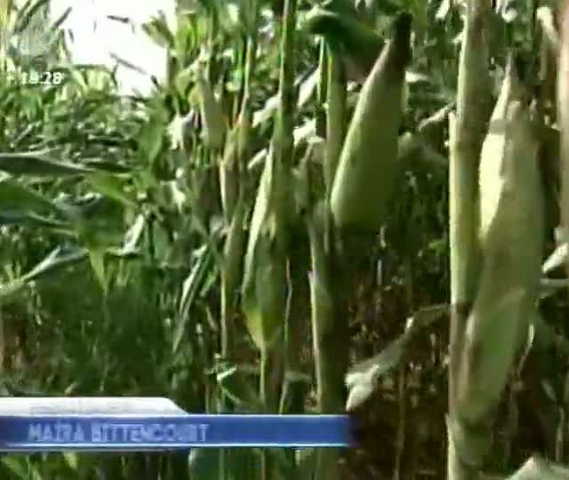 Analista de mercado tira dúvidas sobre o cenário do milho para 2013