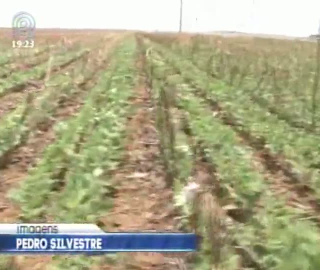Circuito Tecnológico da Aprosoja mostra mudanças no modelo de plantio