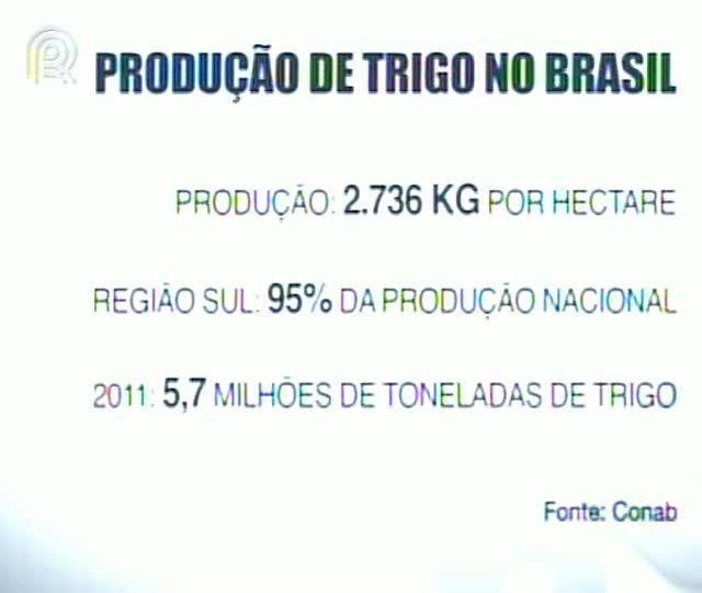 Congresso Internacional do Trigo é realizado em Florianópolis (SC)