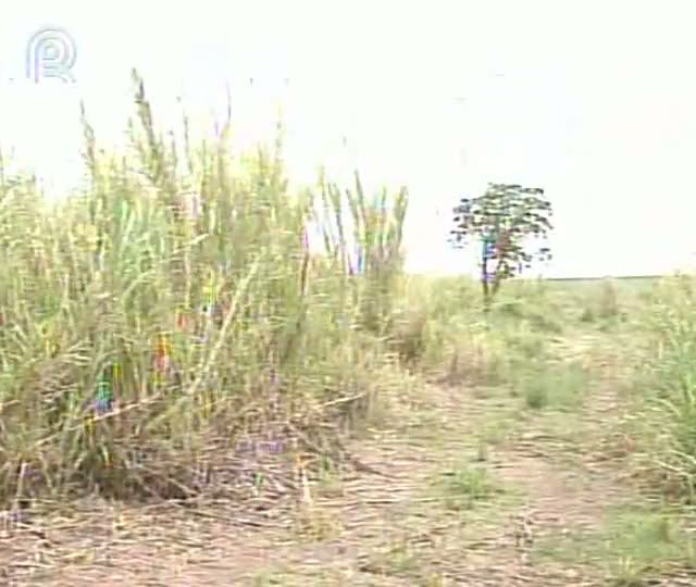 Produtores de SP já se preparam para se adequar ao Código Florestal