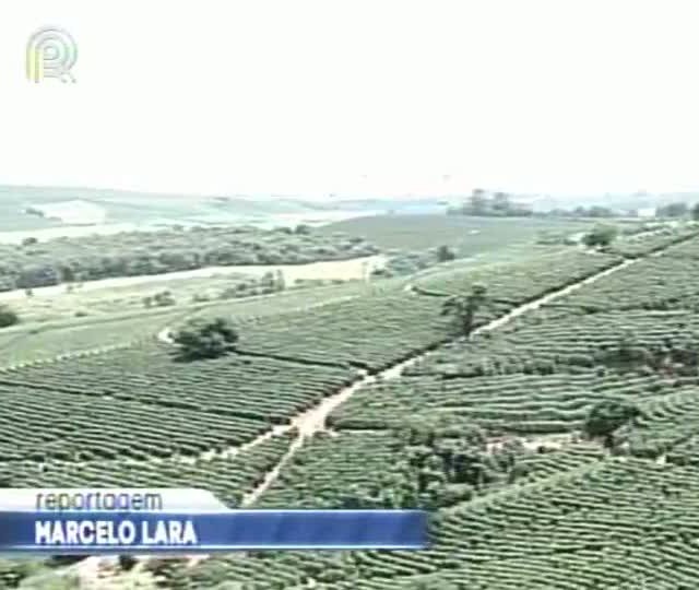 Vetos ao texto do Código Florestal preocupam cafeicultores de Minas Gerais